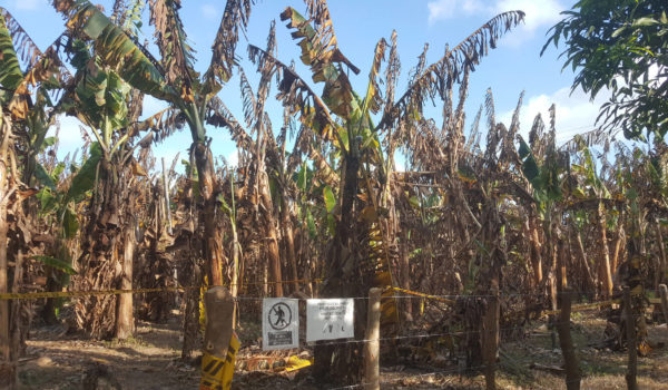 Agresivas plagas acechan los cultivos nicaragüenses, una de ellas pone en riesgo salud humana