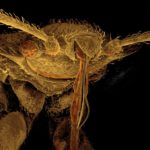 Cómo podemos combatir las chinches de las camas y por qué están regresando tras casi ser erradicadas hace 80 años