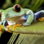 Nicaragua registra fuerte aumento en envíos al exterior de ranas, boas,  arañas negra pica caballo y tortugas