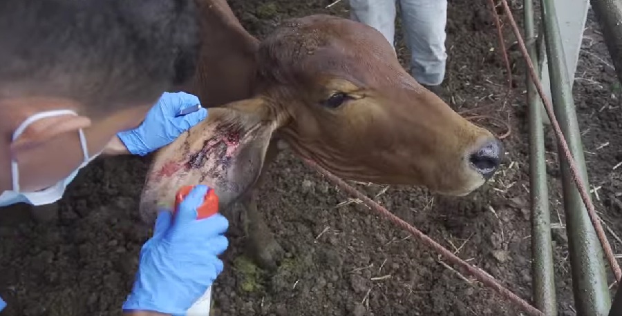 Gusano barrenador llegó a México y EE. UU. le cierra las puertas al ganado de ese país