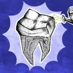 Los científicos que buscan que los dientes que perdemos vuelvan a crecer