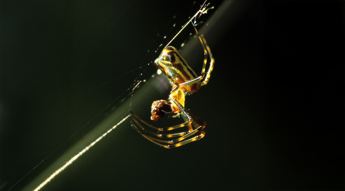 Wildlife Photographer of the Year 2025: naturaleza en imágenes