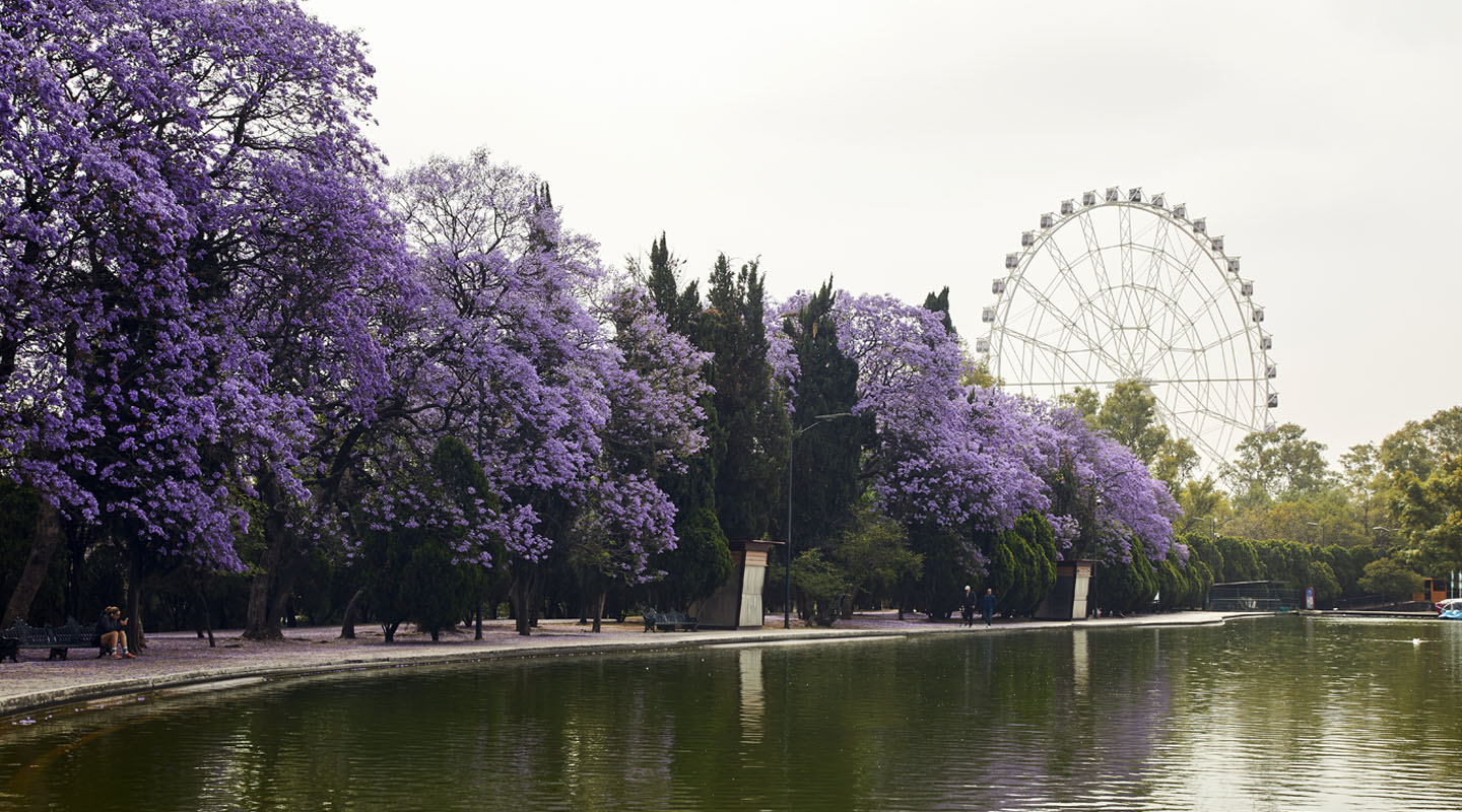 Bajo el cielo lila: historia viva de la jacaranda, el árbol que echó raíces mexicanas