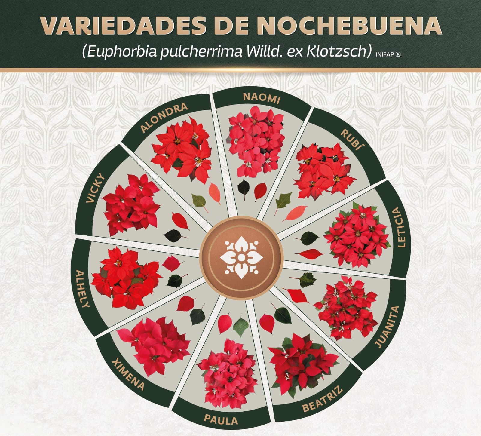 RESPALDA GOBIERNO DE LA TIERRA QUE NOS UNE INVESTIGACIÓN Y COMERCIALIZACIÓN DE NOCHEBUENA MEXICANA