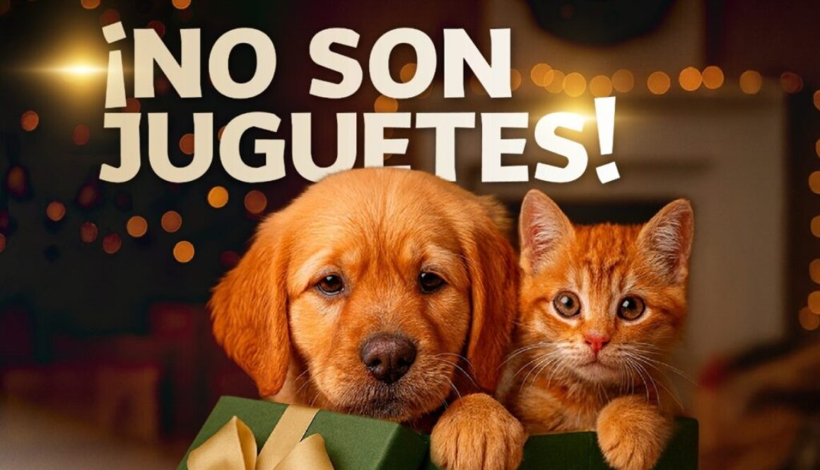 Imagen de WhatsApp 2025-12-09 a las 09.30.55_eb378f0e