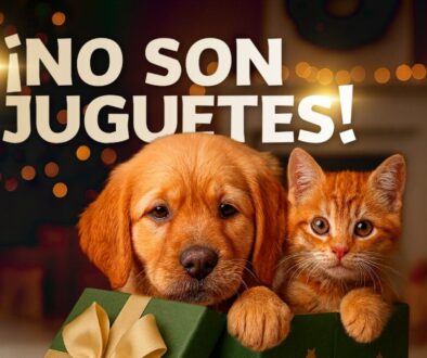 Imagen de WhatsApp 2025-12-09 a las 09.30.55_eb378f0e