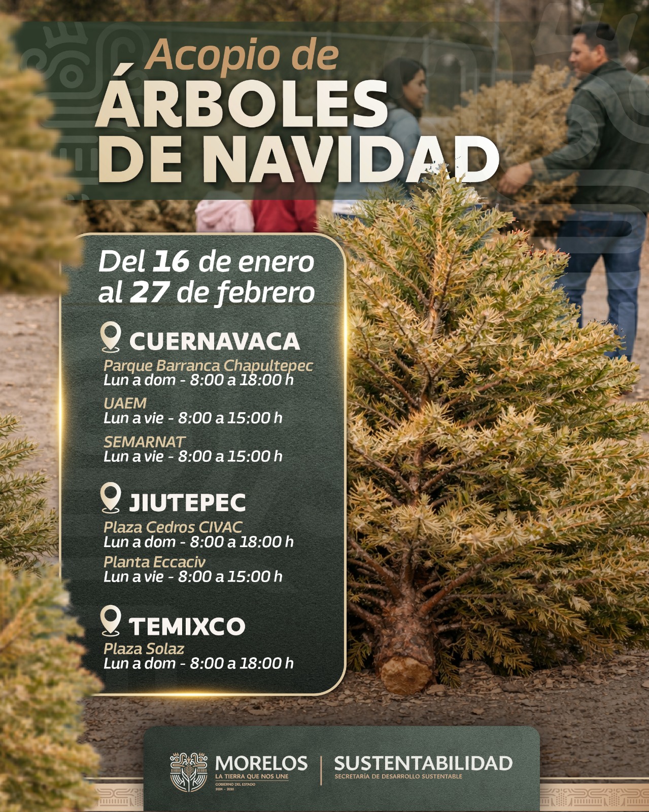 PROMUEVE GOBIERNO DE MORELOS EL ACOPIO RESPONSABLE DE ÁRBOLES DE NAVIDAD PARA CERRAR SU CICLO DE VIDA