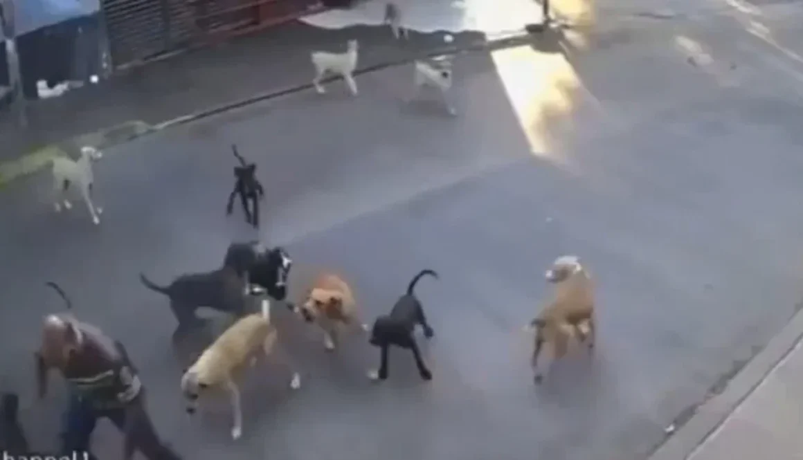 fiscalia-abre-investigacion-por-ataque-de-jauria-a-mujer-de-la-tercera-edad-en-cuautla_4f36f30d-9e04-469f-b87f-117ffeffa60c_medialjnredespreviewcrop