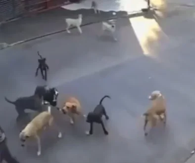 fiscalia-abre-investigacion-por-ataque-de-jauria-a-mujer-de-la-tercera-edad-en-cuautla_4f36f30d-9e04-469f-b87f-117ffeffa60c_medialjnredespreviewcrop