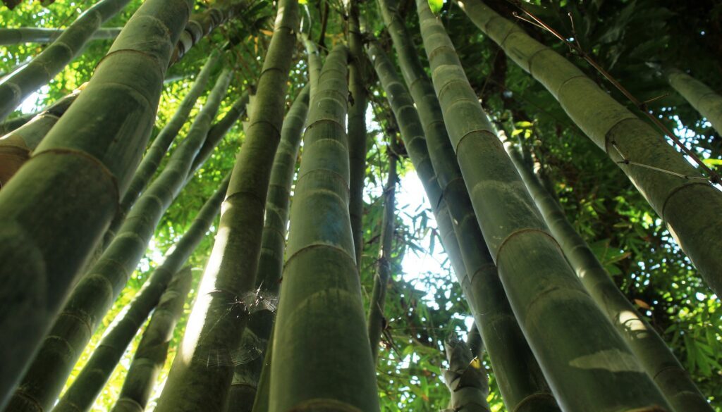 1_000153_guerrero_acapulco_selva_4