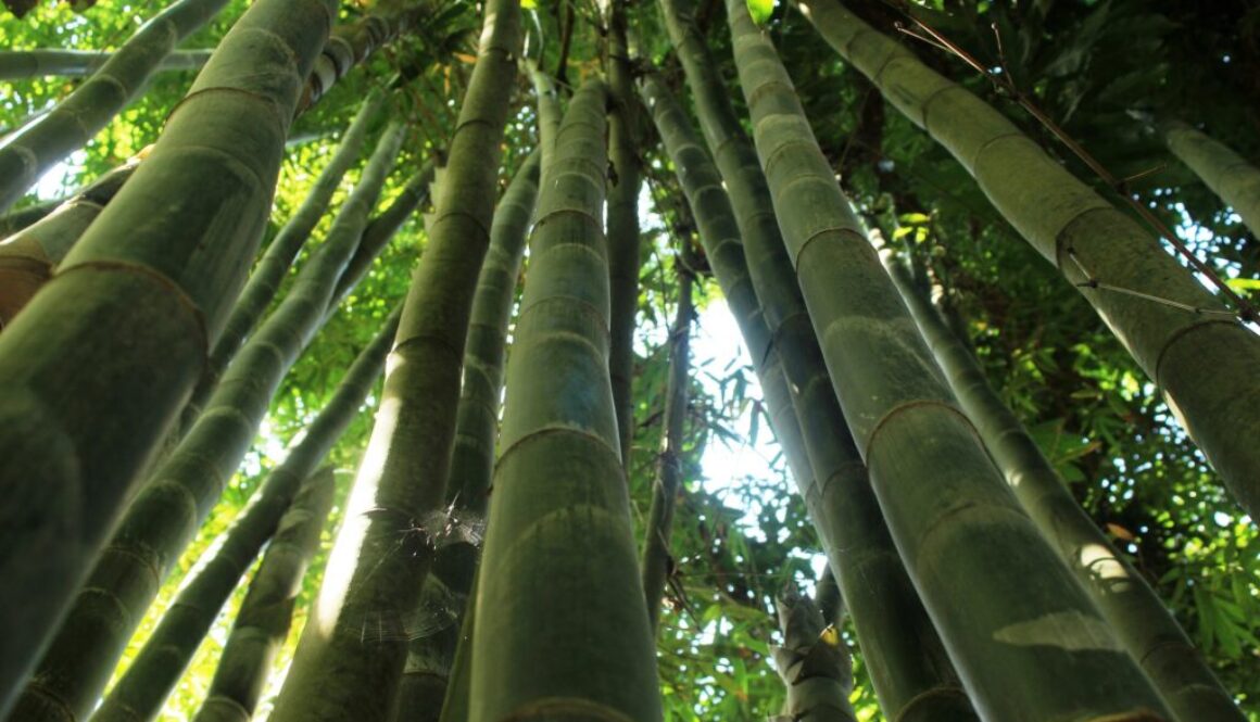 1_000153_guerrero_acapulco_selva_4