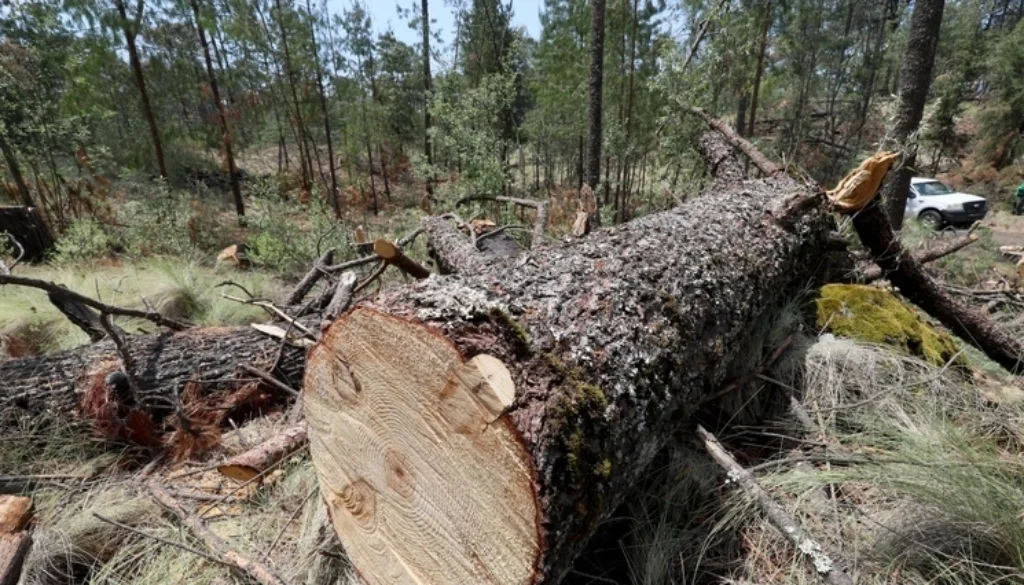 inicia-operativo-contra-tala-ilegal-en-tlalpan-2839html-tlalpan-2836html-a00b91e6-58dd-4e27-88b2-1d16974123bdljnimgndimage=fullsize