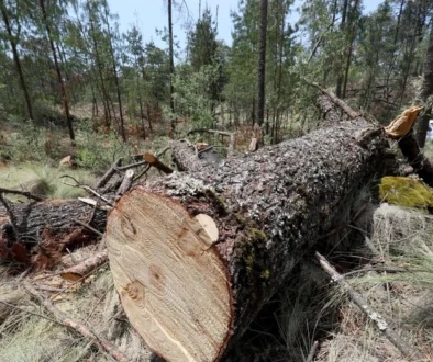 inicia-operativo-contra-tala-ilegal-en-tlalpan-2839html-tlalpan-2836html-a00b91e6-58dd-4e27-88b2-1d16974123bdljnimgndimage=fullsize