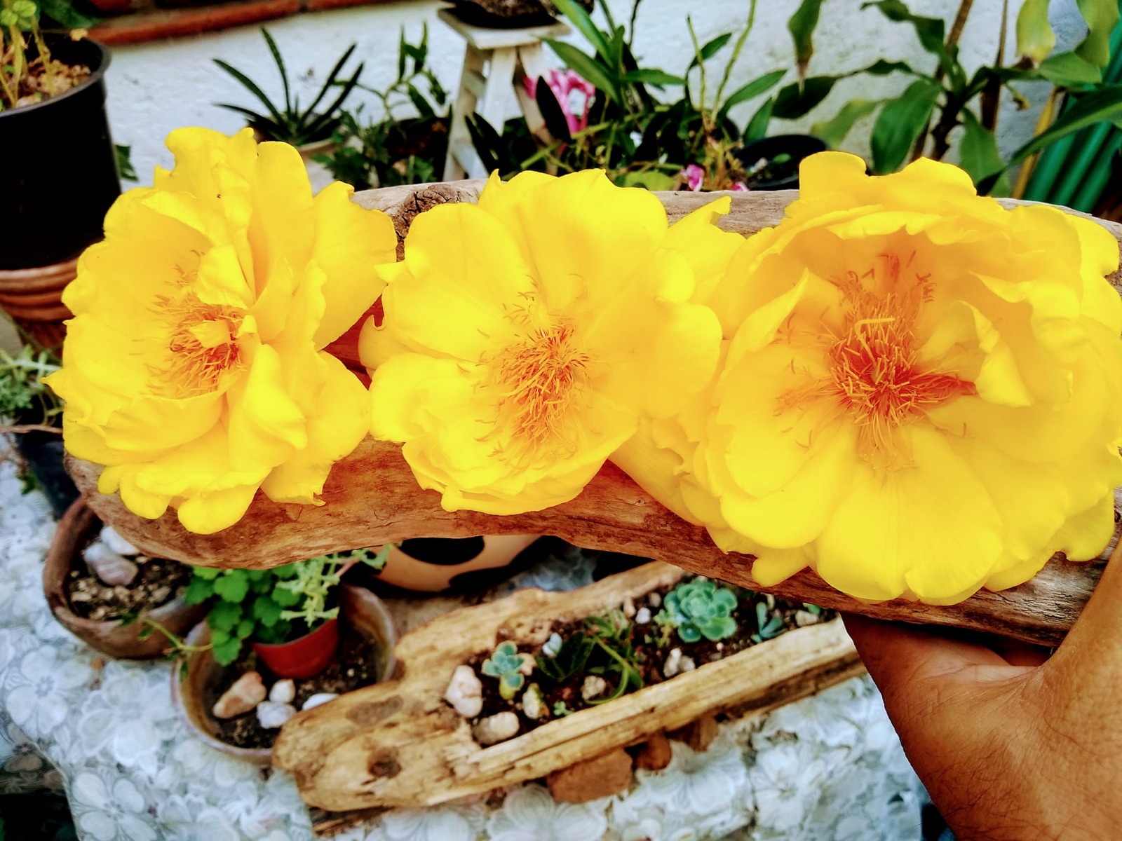 Investigación en la UAEM documenta uso de plantas medicinales para atender enfermedades