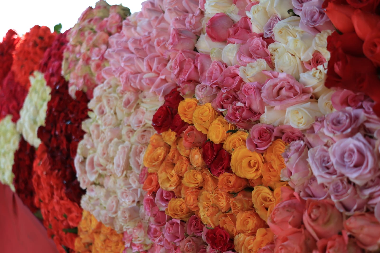 LLAMA GOBIERNO DE MORELOS A RESPALDAR A FAMILIAS PRODUCTORAS Y ELEGIR ROSAS MORELENSES ESTE 14 DE FEBRERO