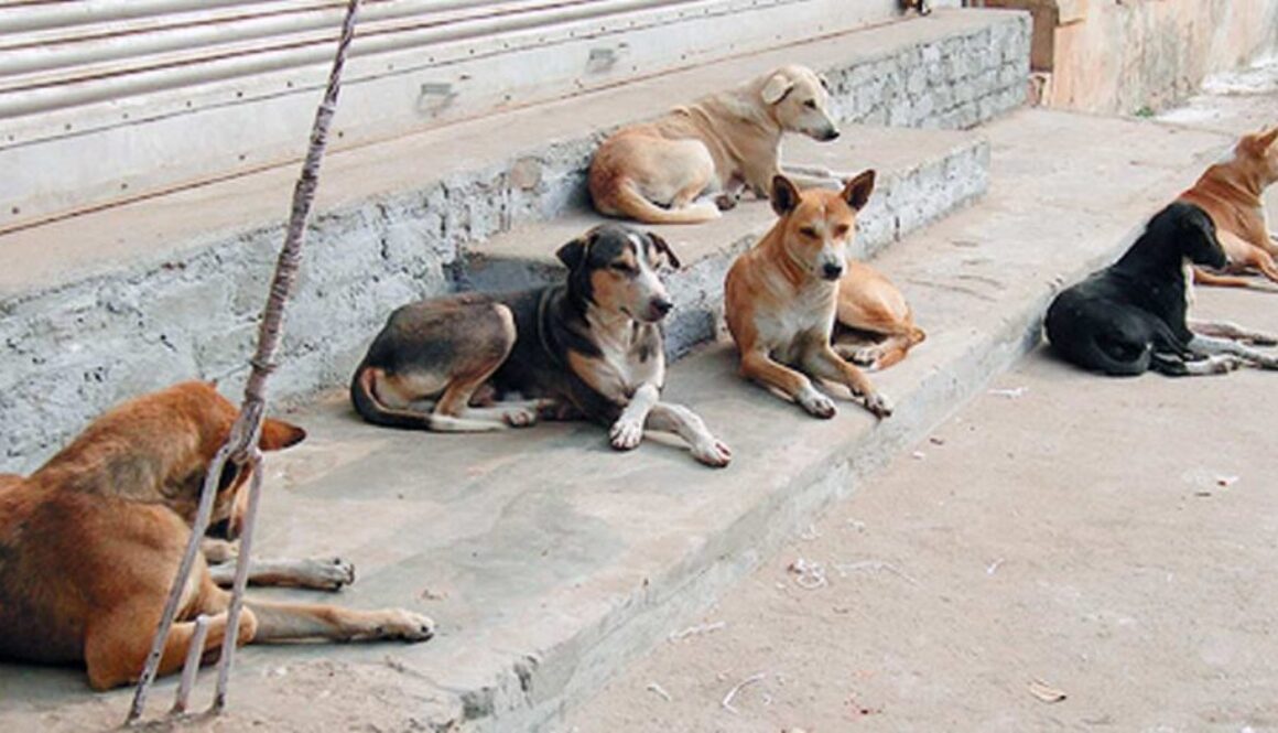 Perros-callejeros-Morelos