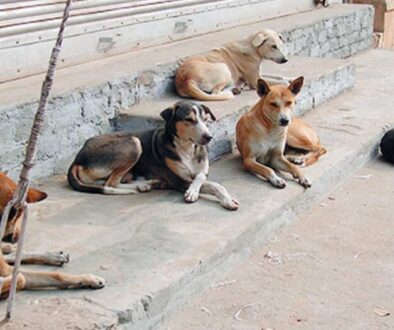 Perros-callejeros-Morelos
