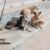 Perros-callejeros-Morelos