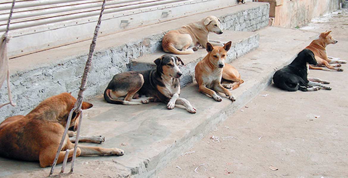 La crisis de perros callejeros ya golpea a Cuernavaca y otros municipios de Morelos