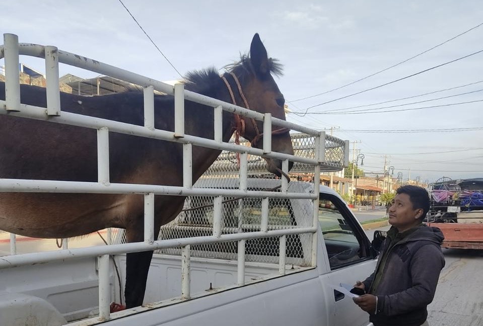 FORTALECE MORELOS VIGILANCIA SANITARIA PECUARIA CON ESTRICTO APEGO A NORMATIVA FEDERAL