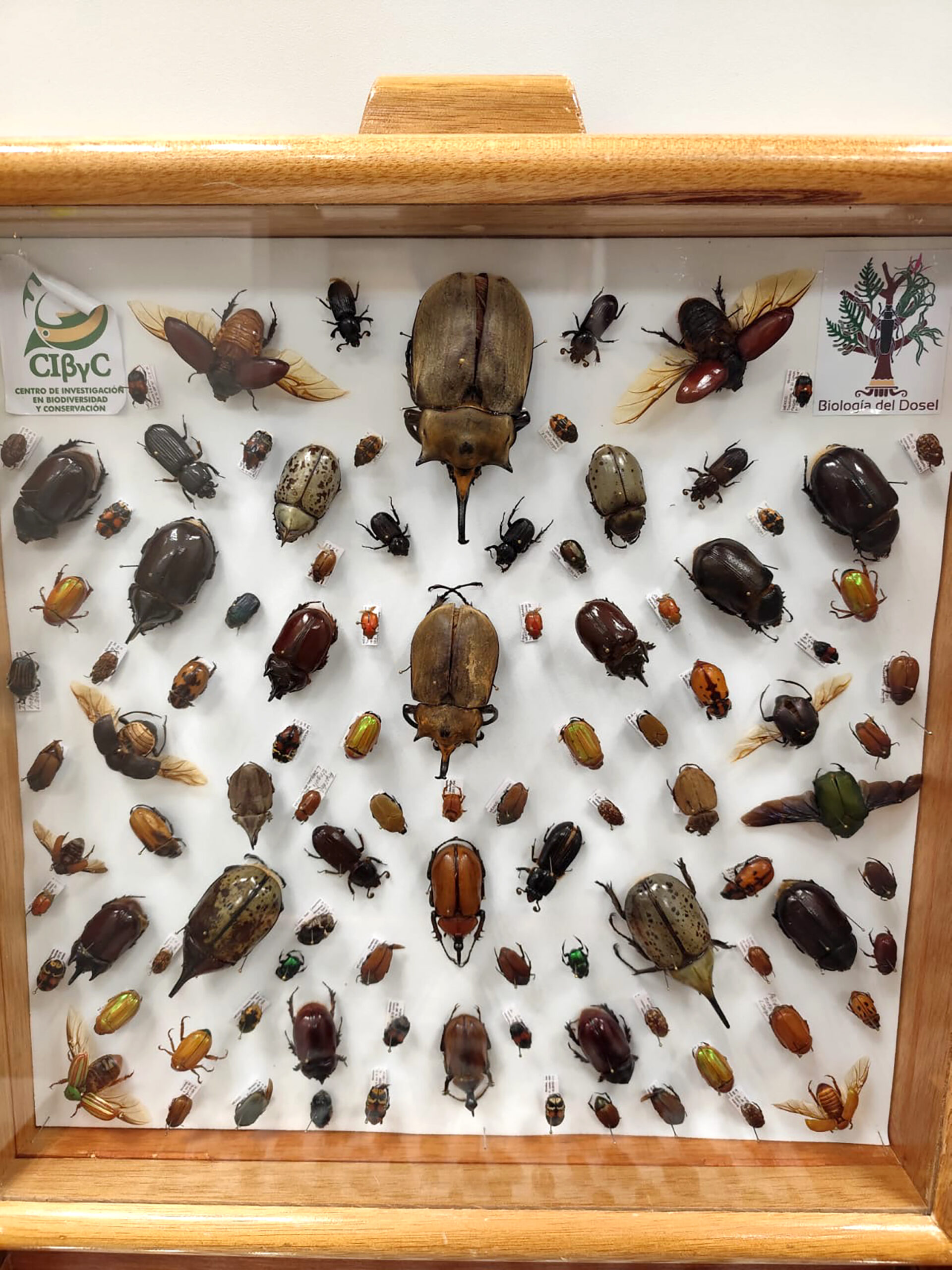 Colección de Insectos de la UAEM difundirá investigación en coloquio nacional