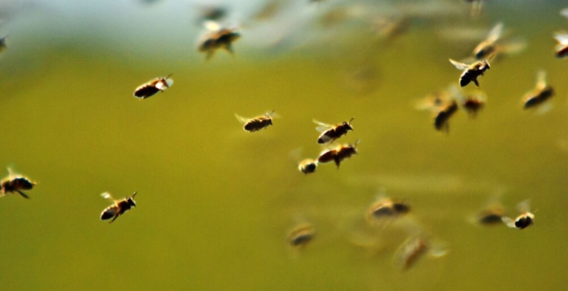 Ataque de abejas en escuela de Cuautla deja saldo de nueve personas lesionadas