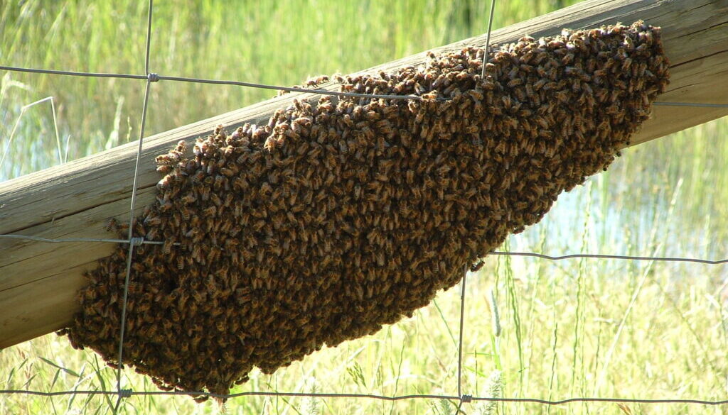 A_swarm_of_Apis_mellifera_-_20051109