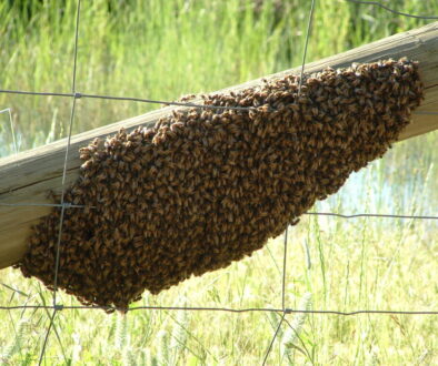 A_swarm_of_Apis_mellifera_-_20051109