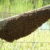 A_swarm_of_Apis_mellifera_-_20051109