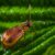 como-es-el-escarabajo-ambrosia-del-laurel-rojo_520825_5_69f29f37d56d3