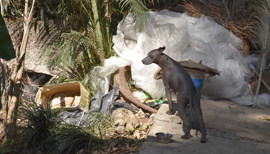 Tizoc-en-la-basura