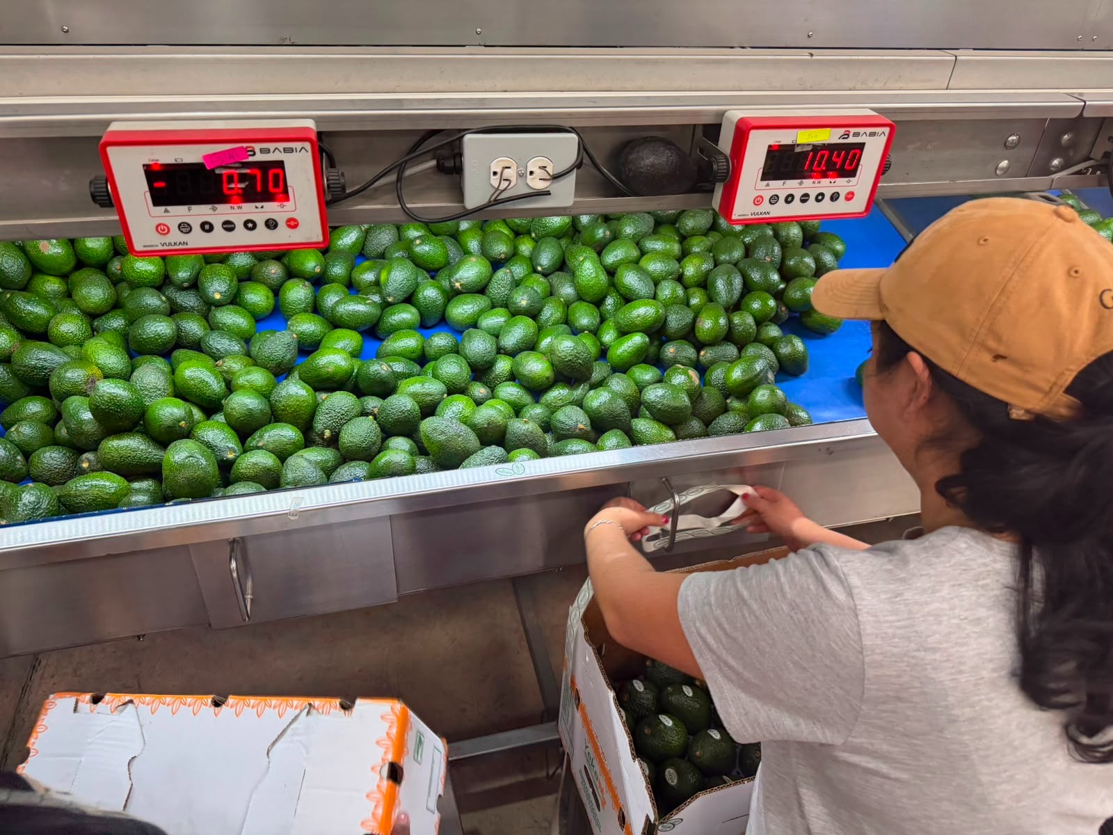 El aguacate morelense consolida su presencia internacional mientras busca abrir el mercado de Estados Unidos