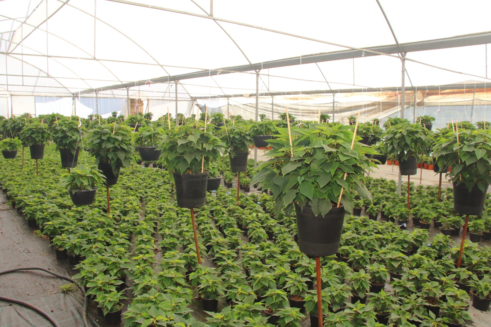 Investiga UAEM producción de plantas ornamentales y cultivos de temporada