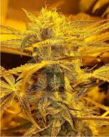 Strain flower default image