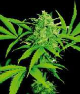 Strain flower default image