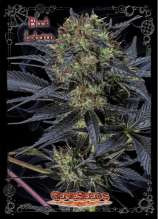 Strain flower default image