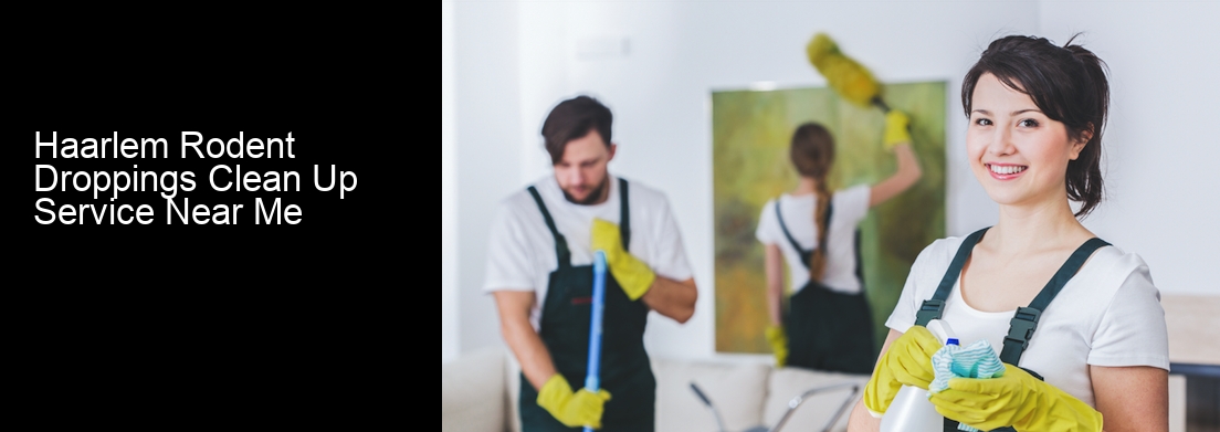 Haarlem Rodent Droppings Clean Up Service Near Me