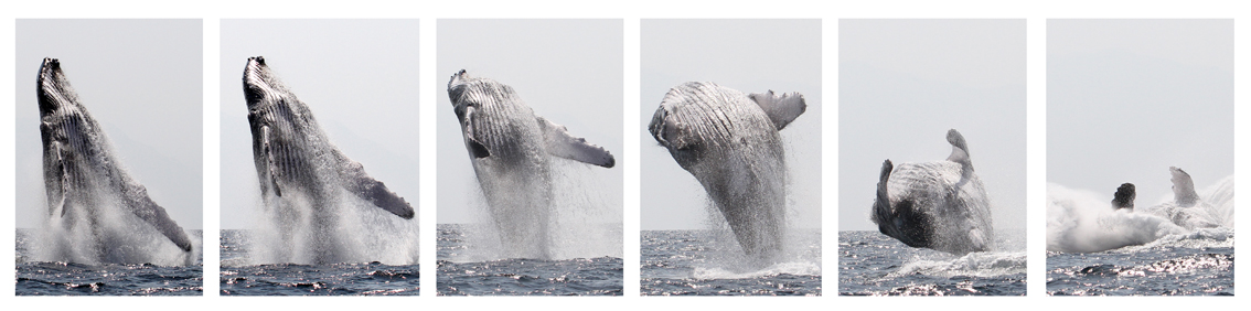 Arabian Sea Whale Network