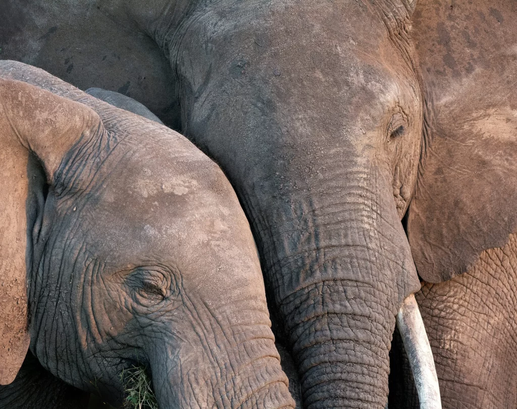 Nonhuman Rights Project