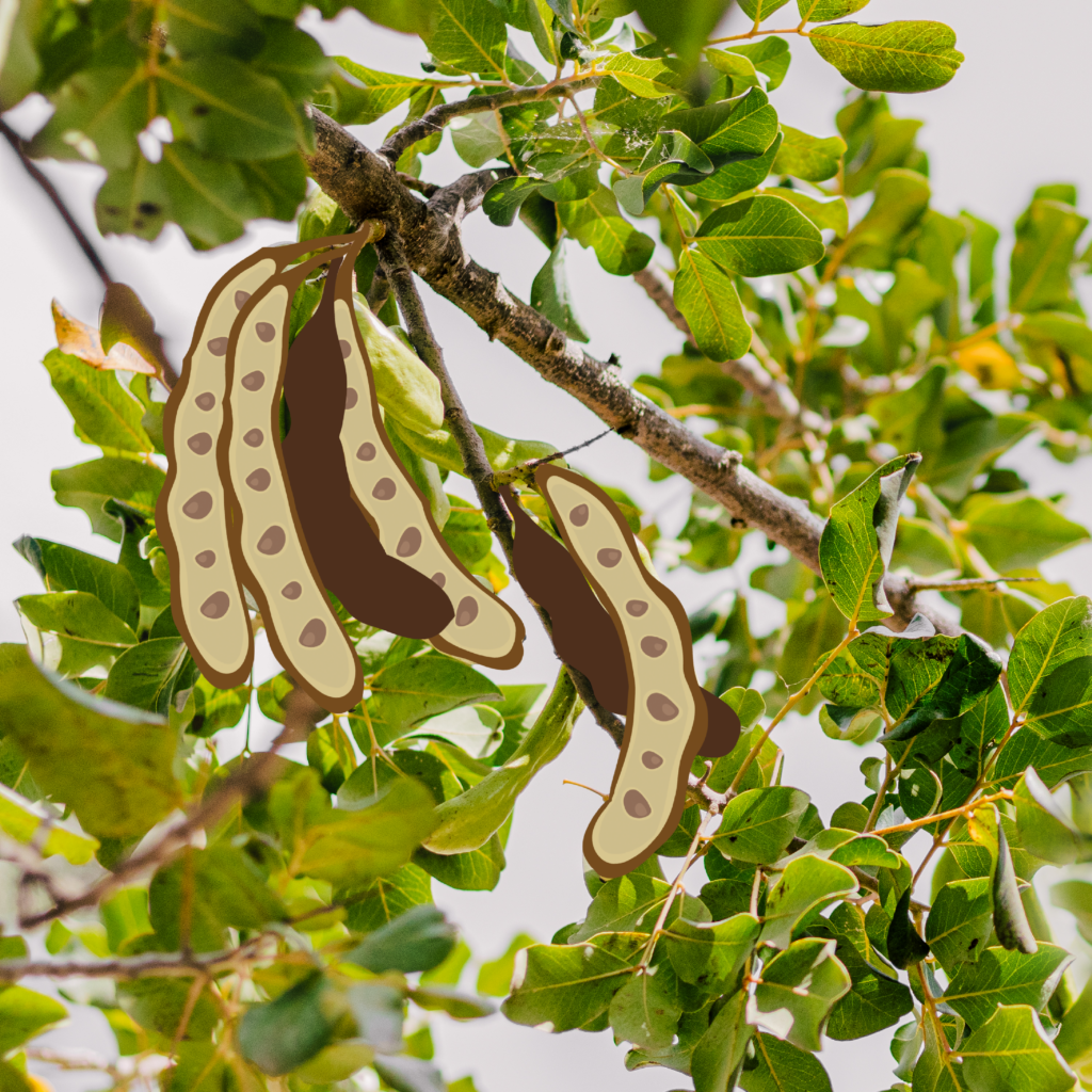 Grand Carob