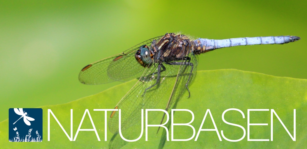 Naturbasen - Danmarks Nationale Artsportal
