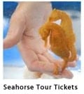 Seahorse.com