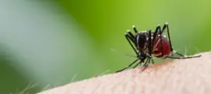O uso de motobombas como solução eficaz no combate à dengue