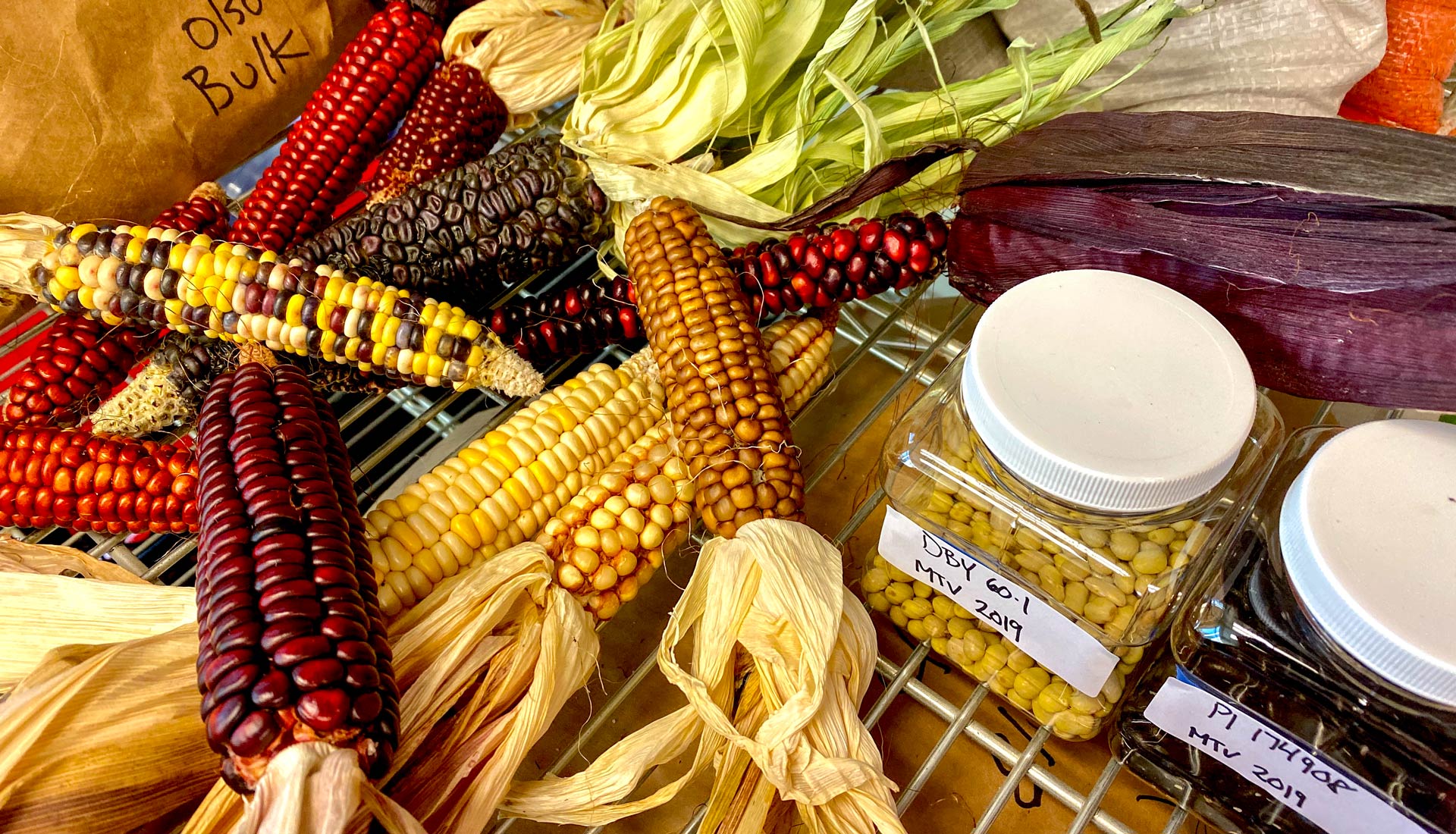 Ears of dried corn and containers of beans on wire shelf