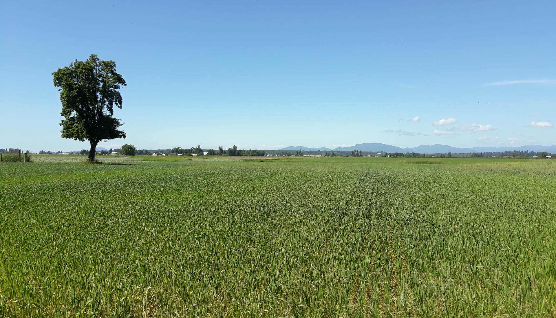 Lone tree in a wheat field