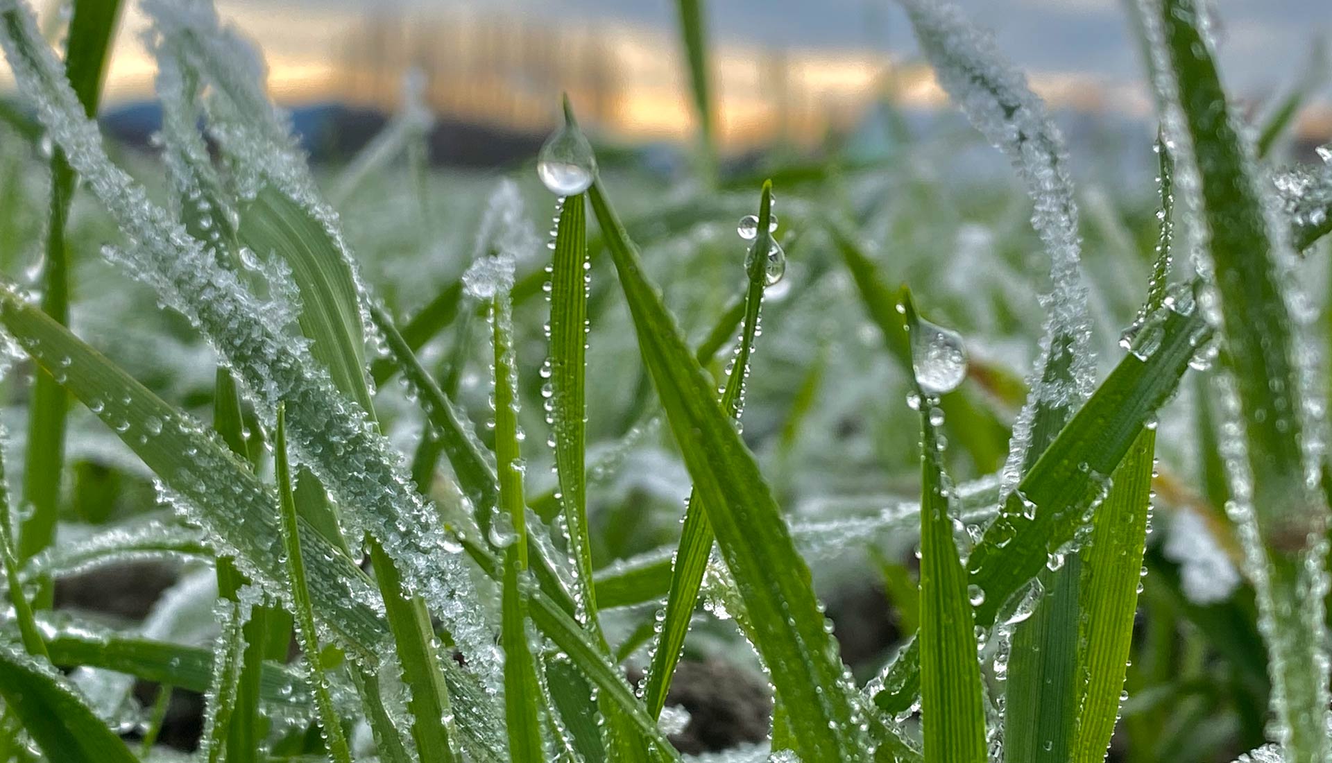 Frost melting on blades of wheat