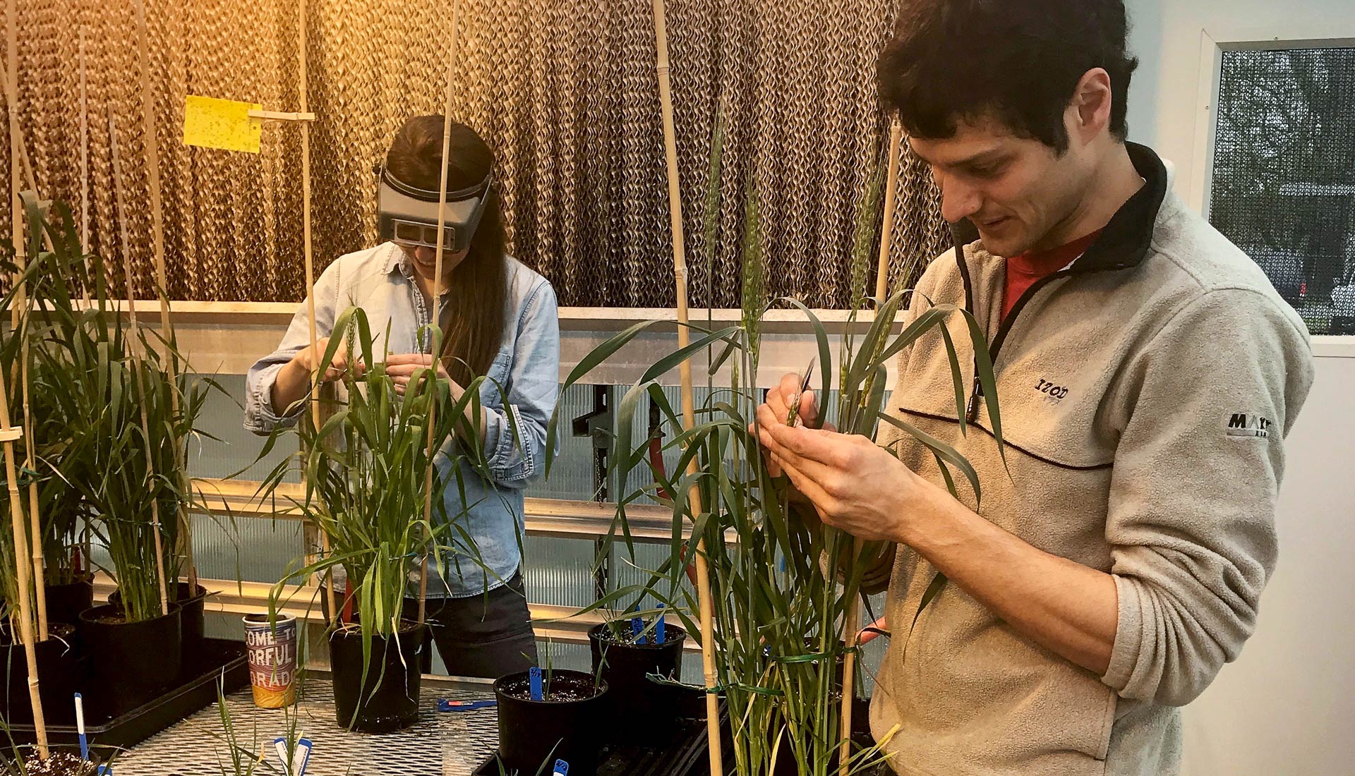 Young man and woman harvest grain pollen in greenhouse