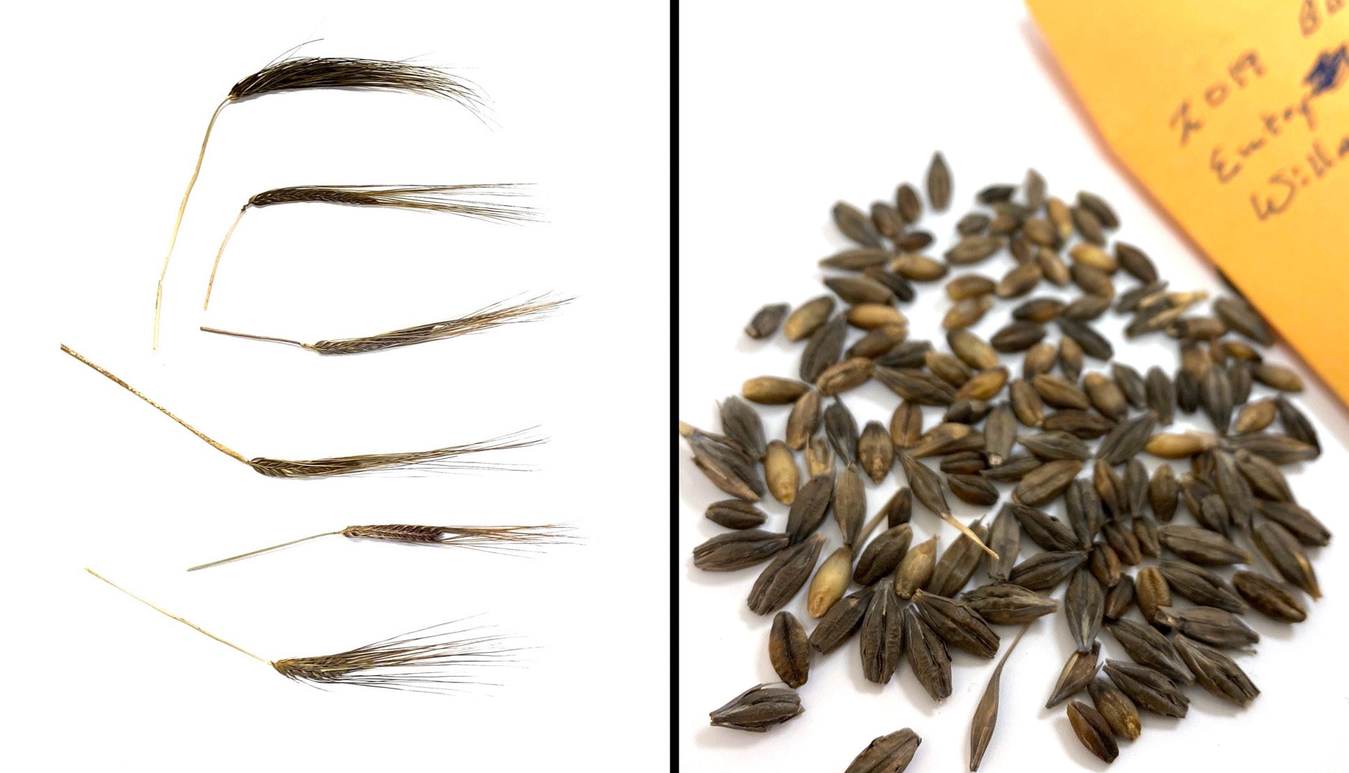 Black barley heads (left) and seeds (right).
