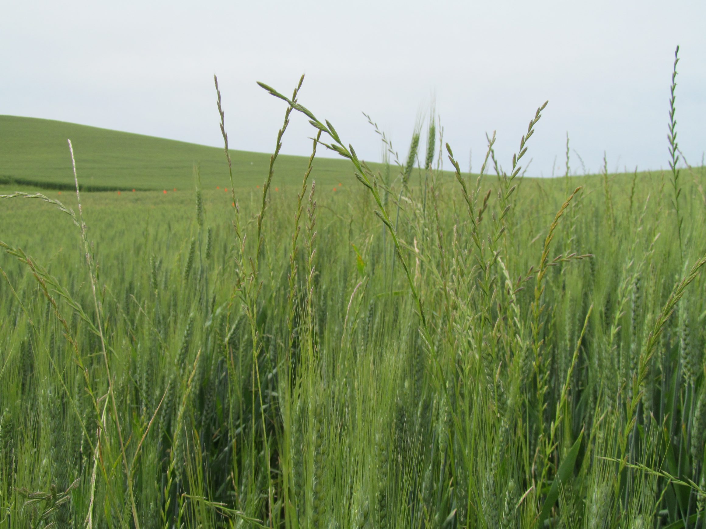 Italian Ryegrass Management in Eastern Washington Wheat & Small
