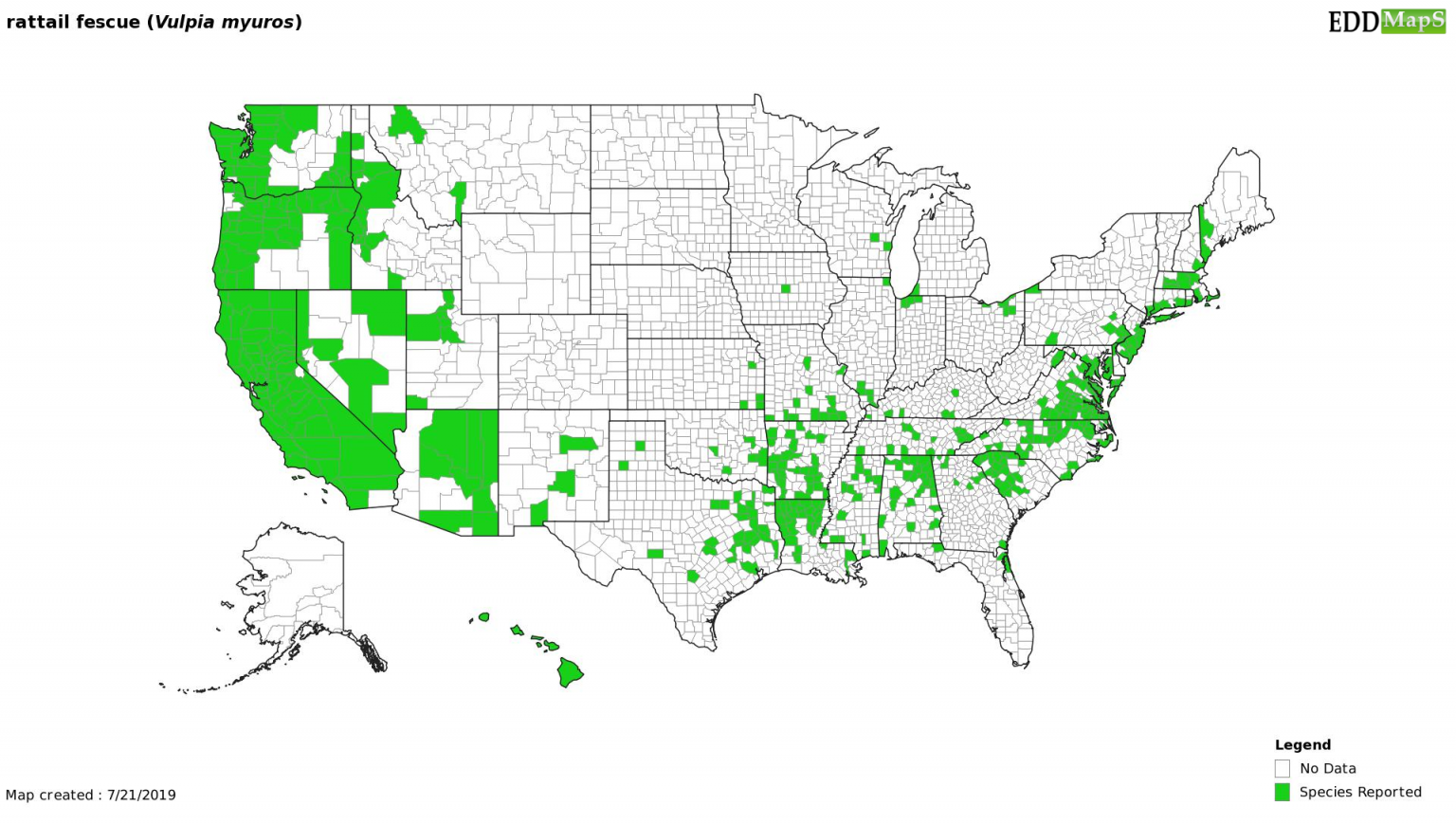 Rattail Fescue Wheat & Small Grains Washington State University